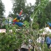 2011-08-14 stuif-in Kralingsebos